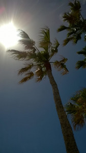 Palmen-Palmen-Palmen